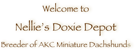 Welcome toNellie’s Doxie DepotBreeder of AKC Miniature Dachshunds